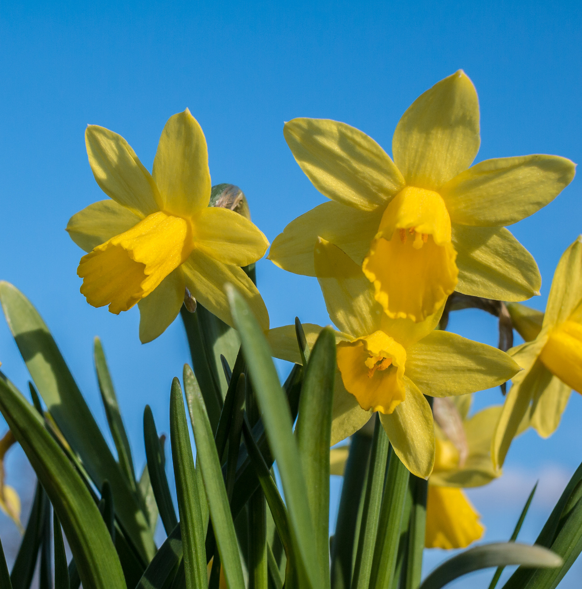 Daffodils