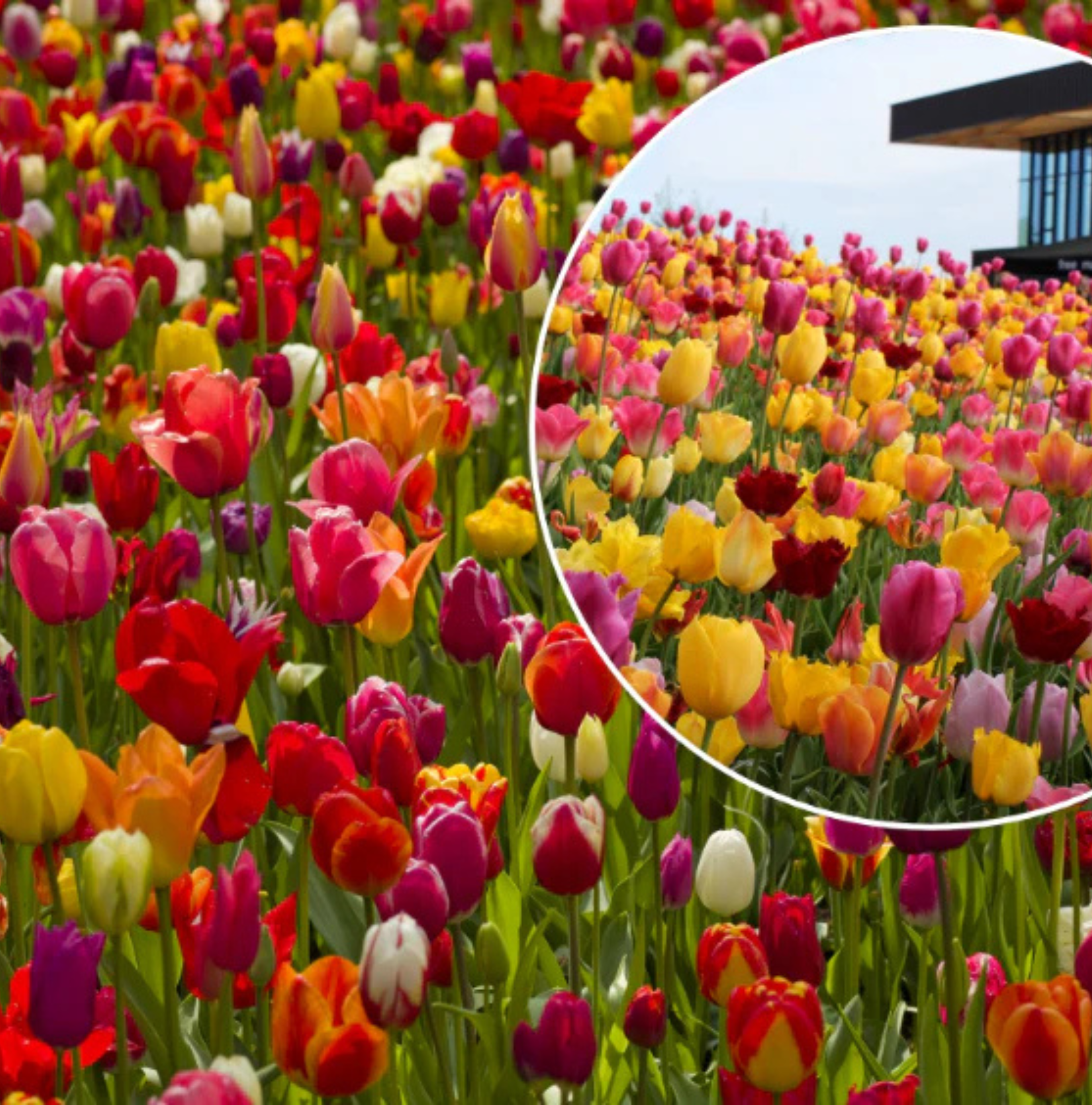 Best-seller Tulipa