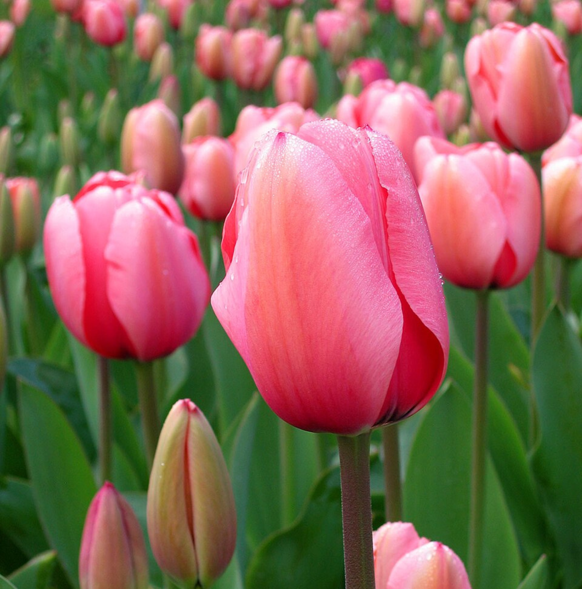 Tulipa