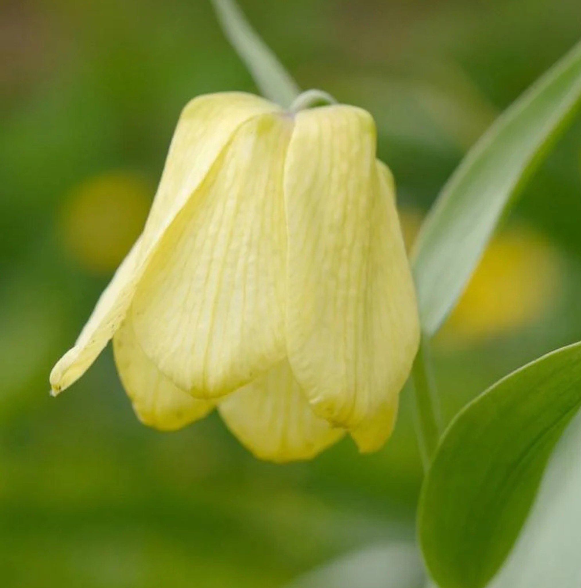 Fritillaria