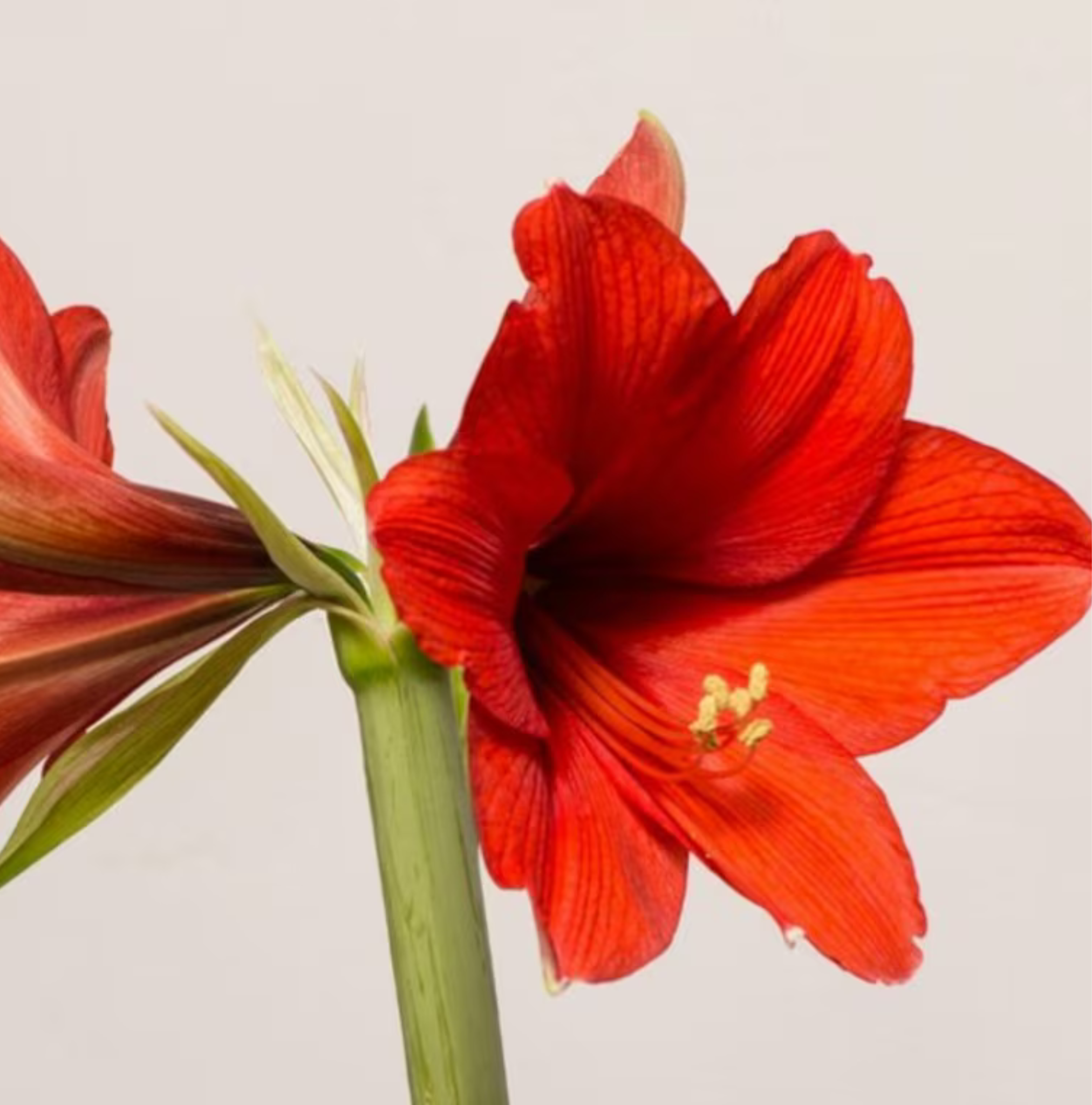 Amaryllis