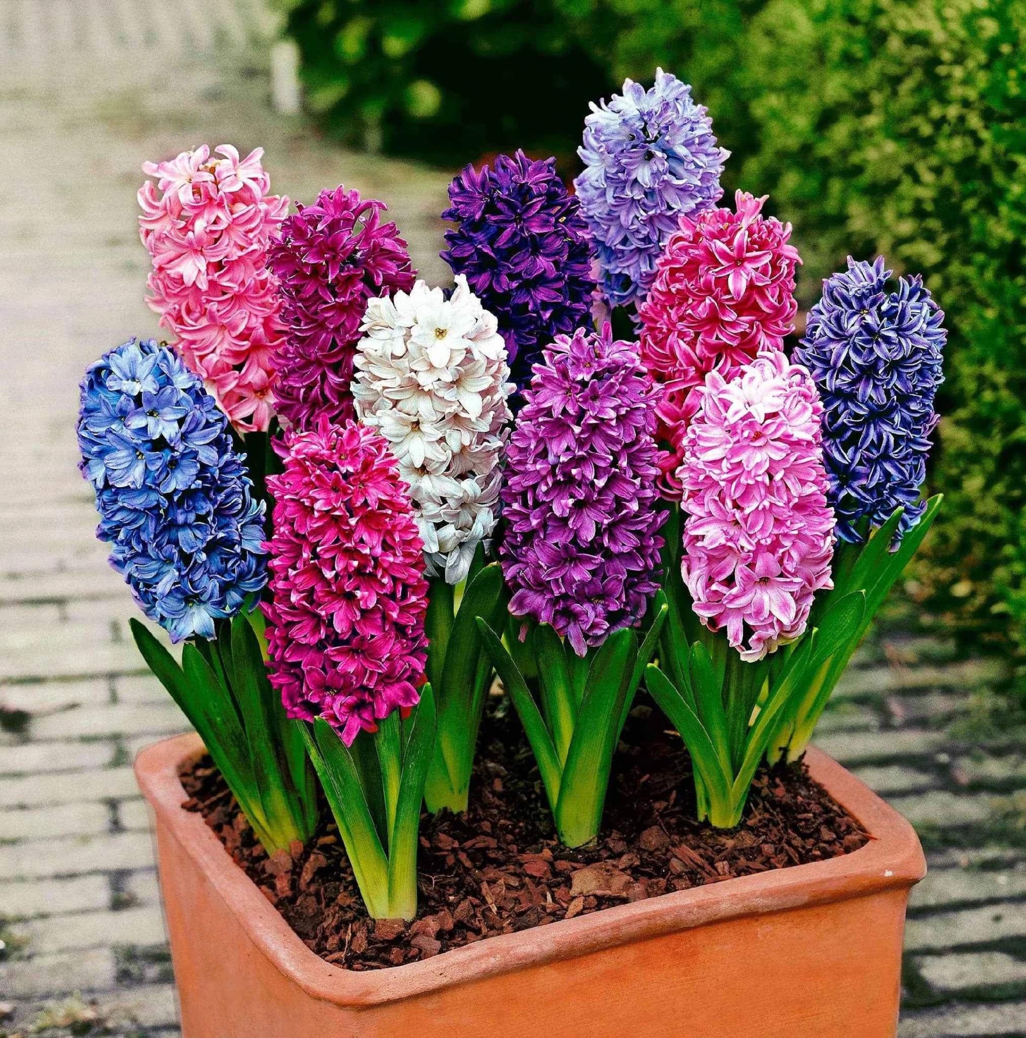 Hyacinthus