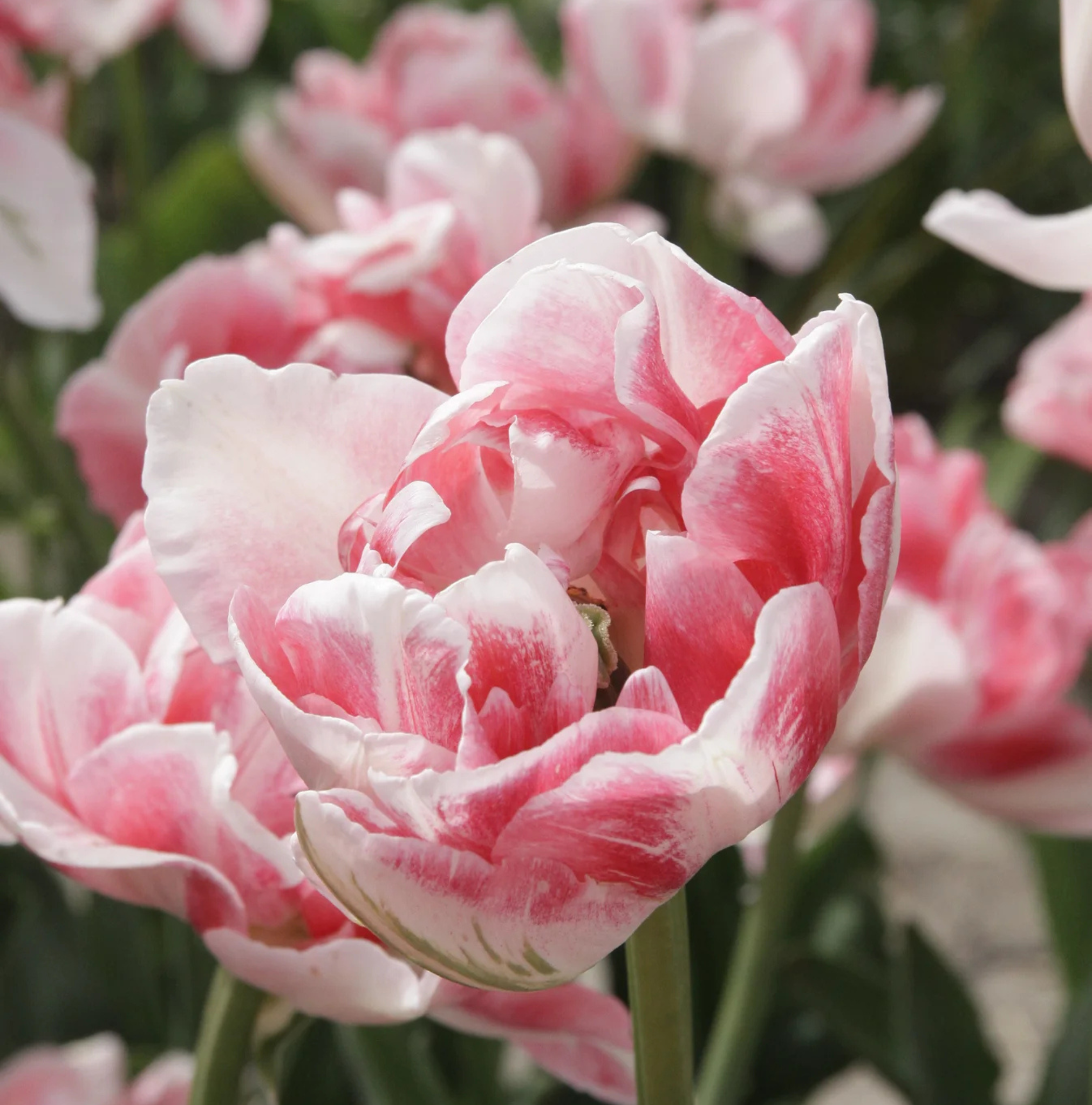 TULIPA DOUBLE LATE FINOLA (15 bulbs)