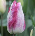 TULIPA TRIUMPH MOULIN ROUCH (15 bulbs)