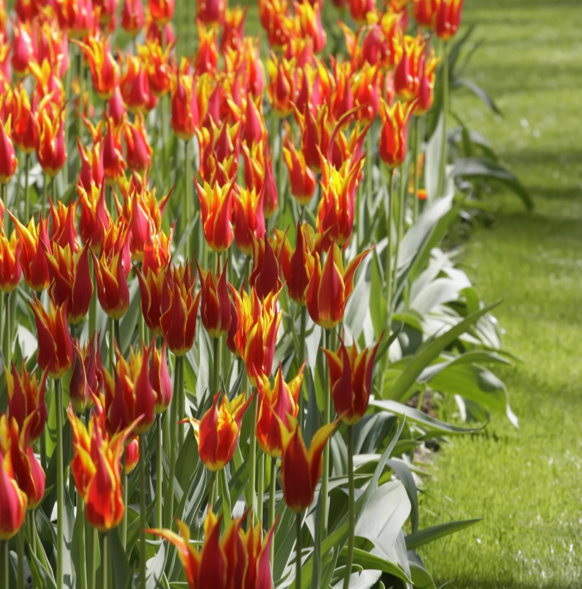 TULIPA LILYFLOWERING FLY (15 bulbs)