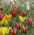 TULIPA LILYFLOWERING LILY FLOWERING MIXED (15 bulbs)