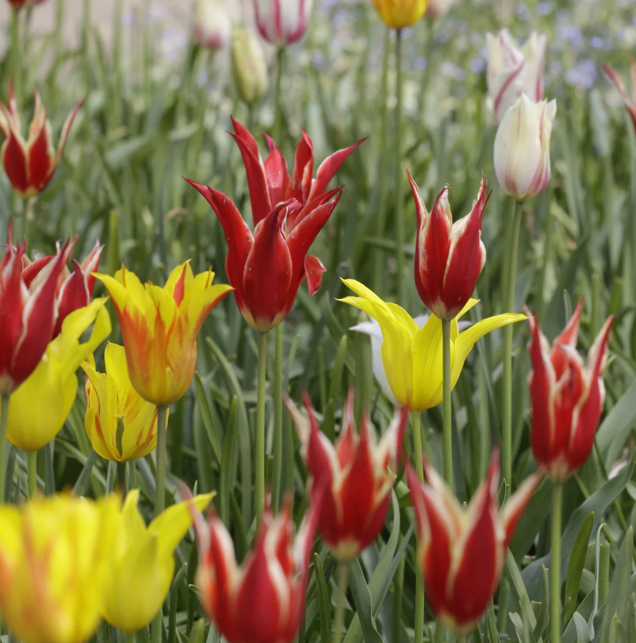TULIPA LILYFLOWERING LILY FLOWERING MIXED (15 bulbs)