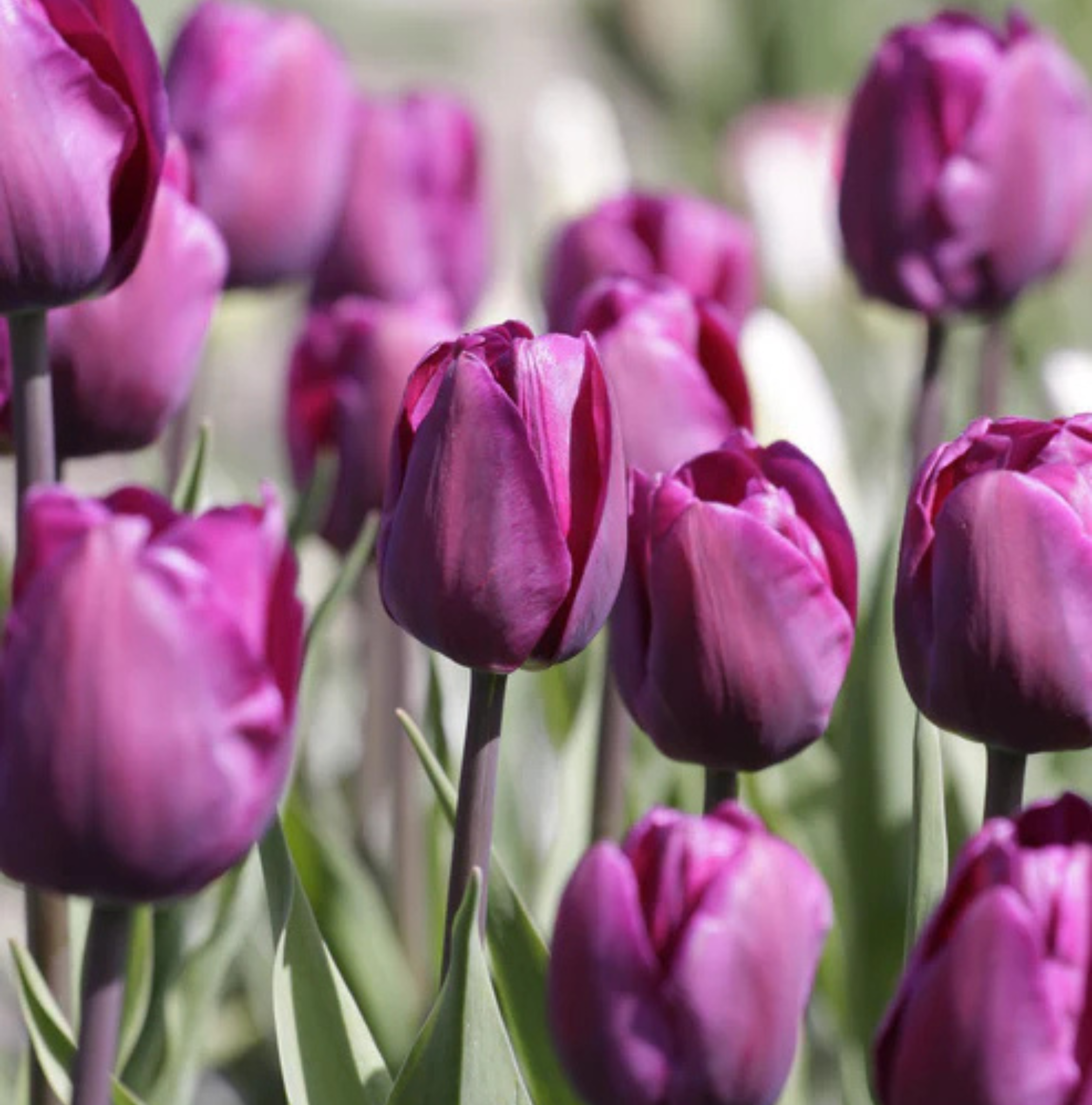 TULIPA TRIUMPH NEGRITA (15 bulbs)