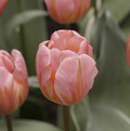 TULIPA TRIUMPH PRETTY (15 bulbs)