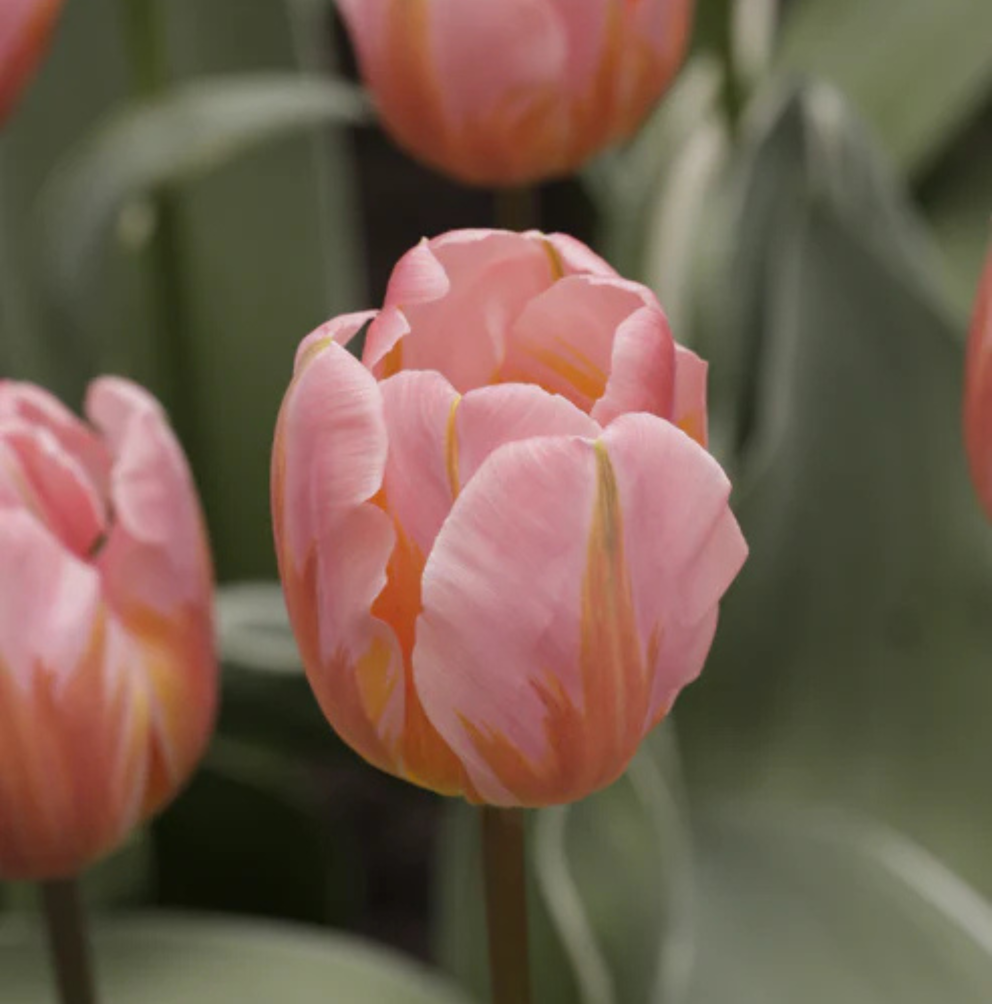 TULIPA TRIUMPH PRETTY (15 bulbs)