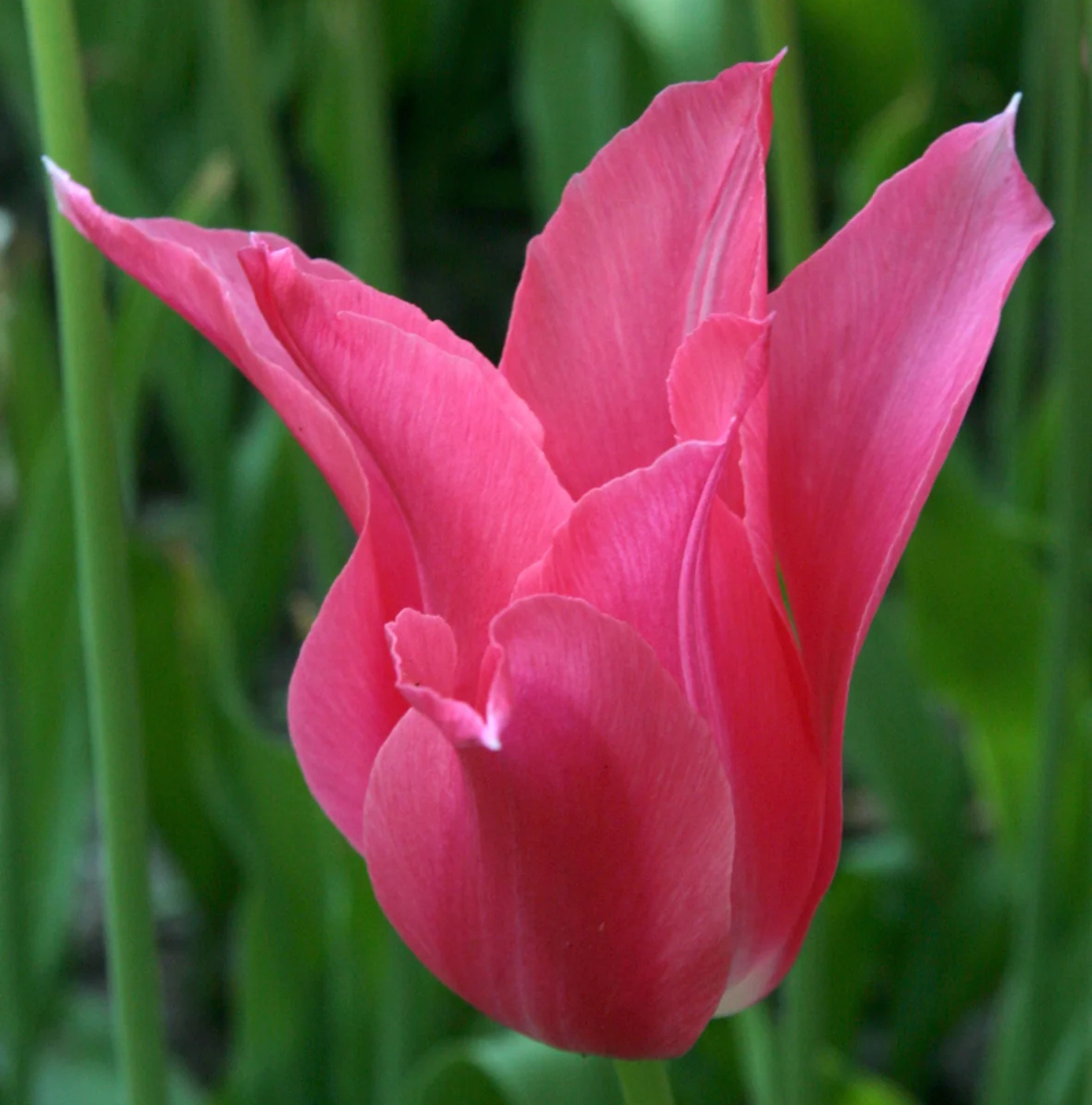 TULIPA LILYFLOWERING MARIETTE (15 bulbs)