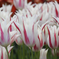 TULIPA LILYFLOWERING MARILYN (15 bulbs)