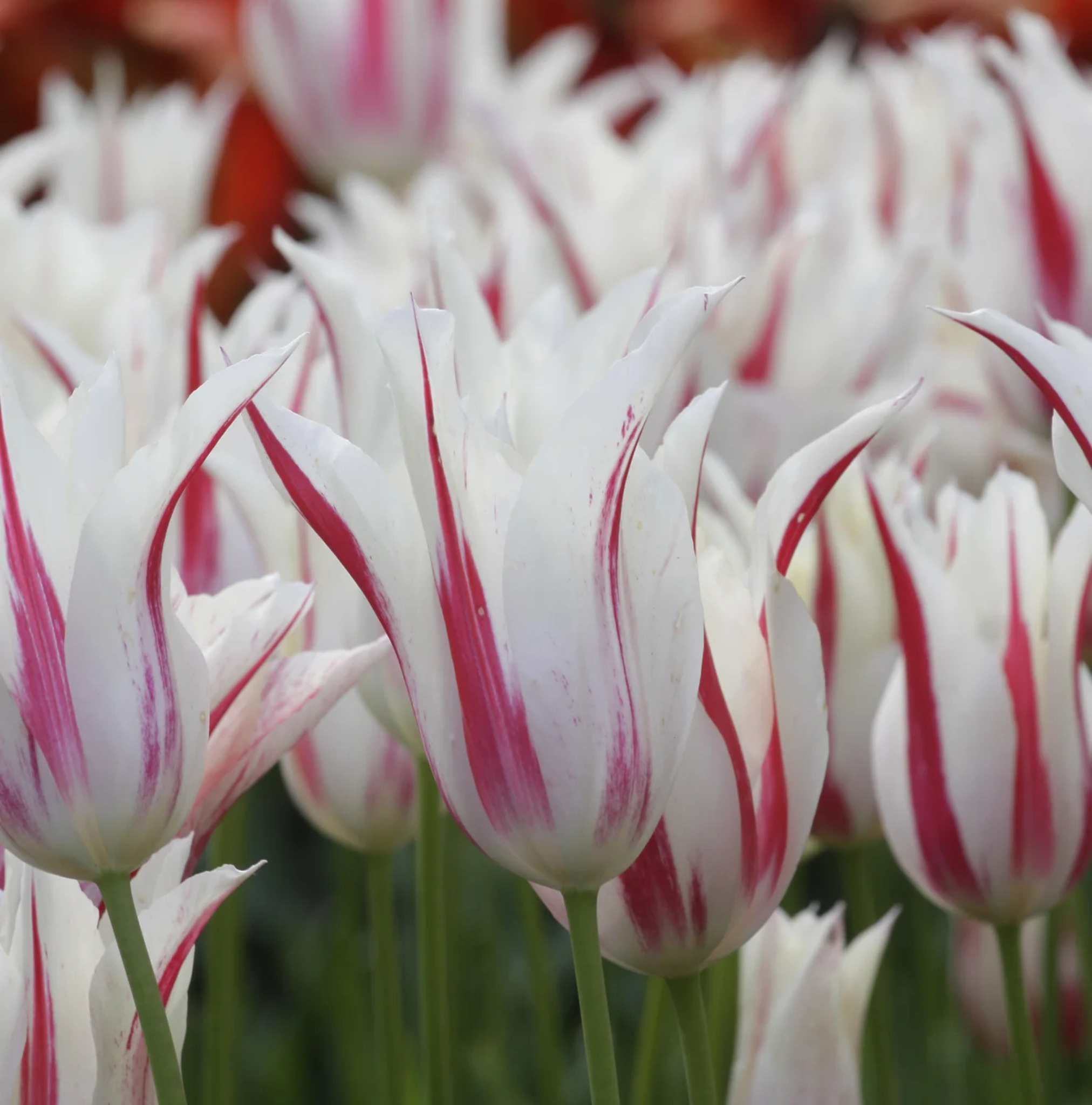 TULIPA LILYFLOWERING MARILYN (15 bulbs)