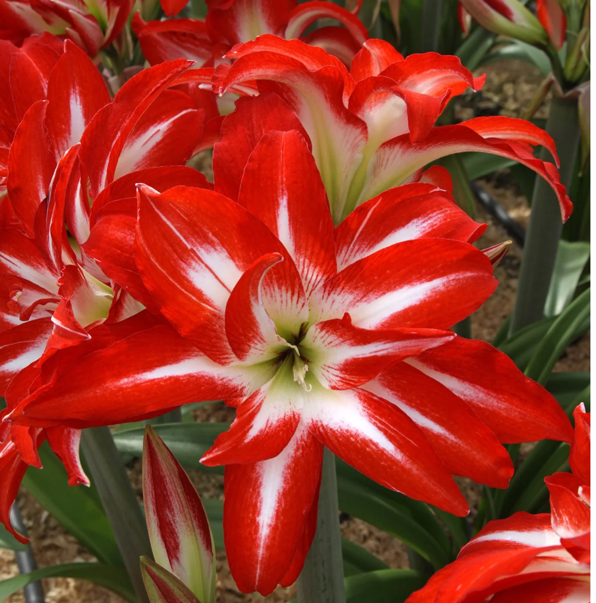 AMARYLLIS (Hippeastrum double) SPLASH