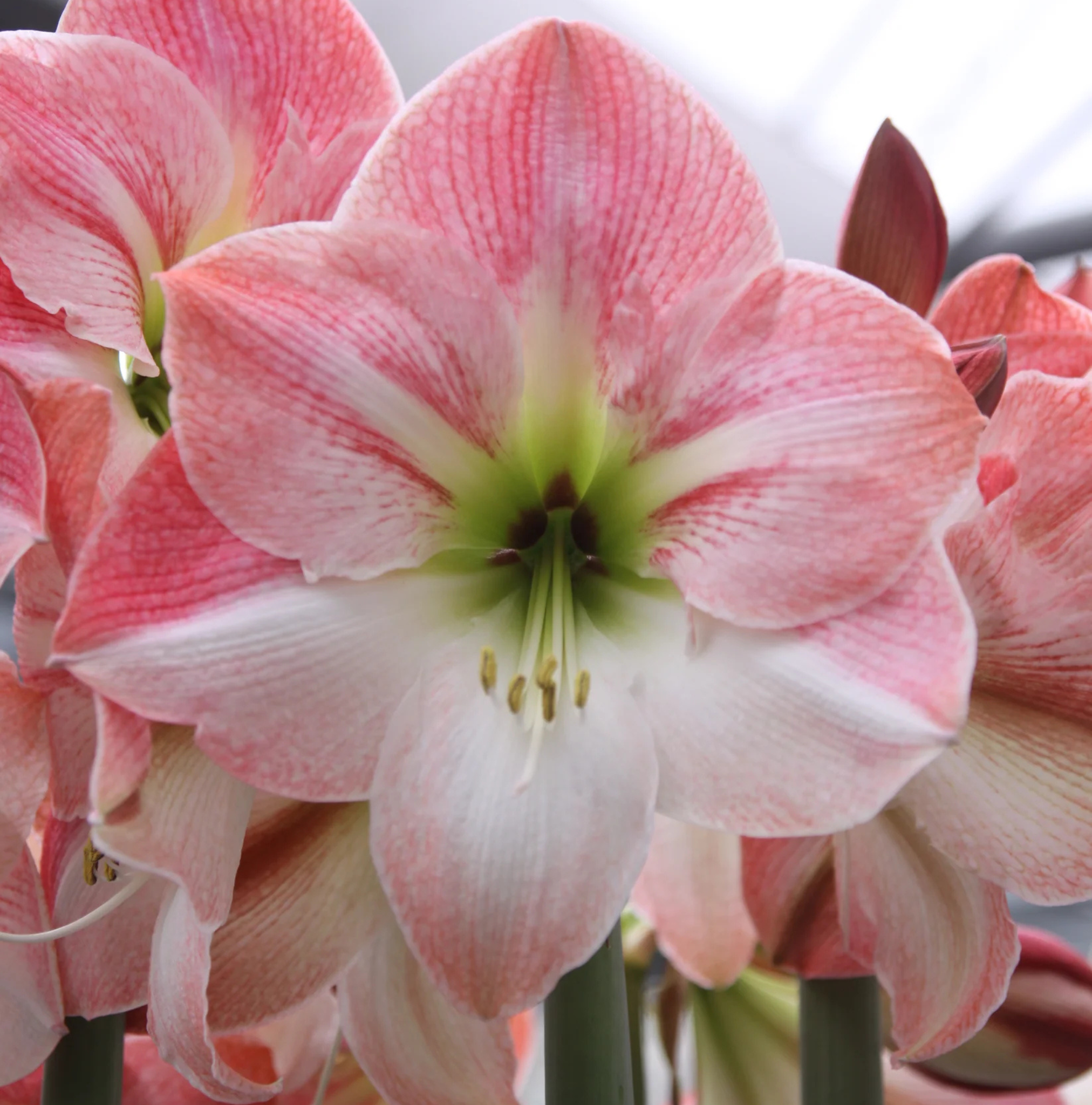 AMARYLLIS (Hippeastrum single) APPLE BLOSSOM