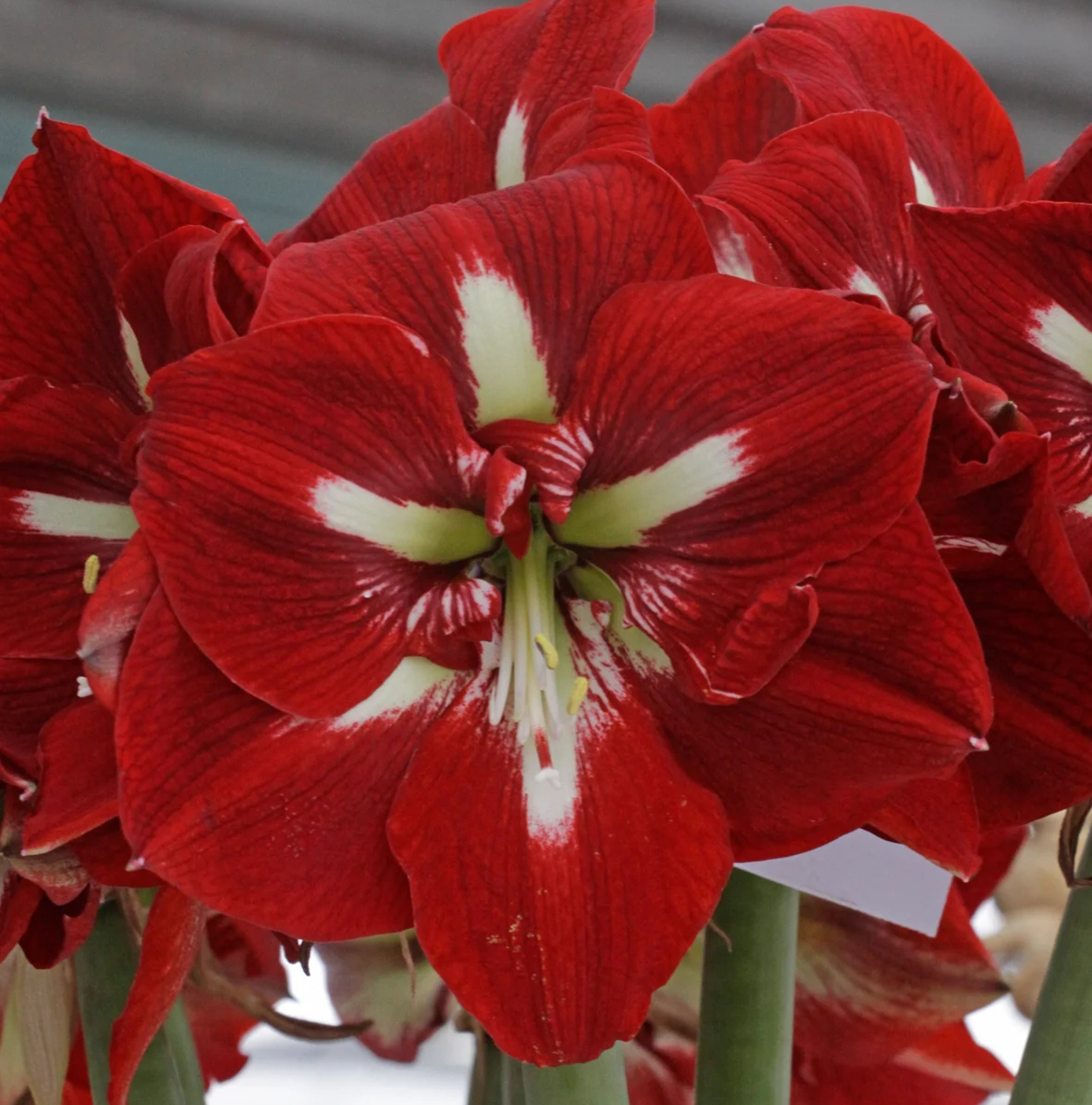 AMARYLLIS (Hippeastrum single) BARBADOS