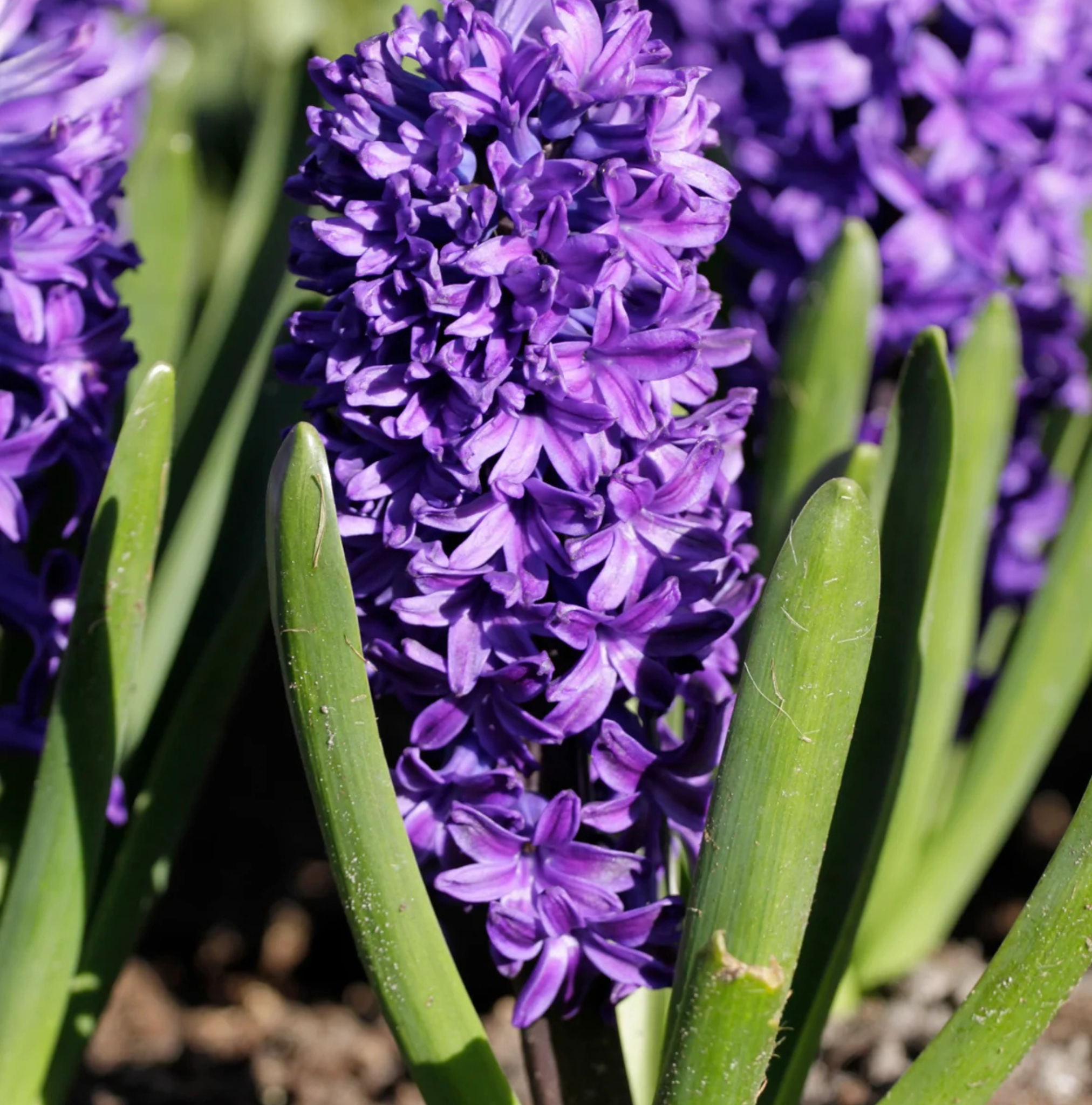 HYACINTHUS ORIENTALIS PETER STUYVESANT (10 bulbs)