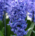 HYACINTHUS ORIENTALIS DELFT BLUE (10 bulbs)