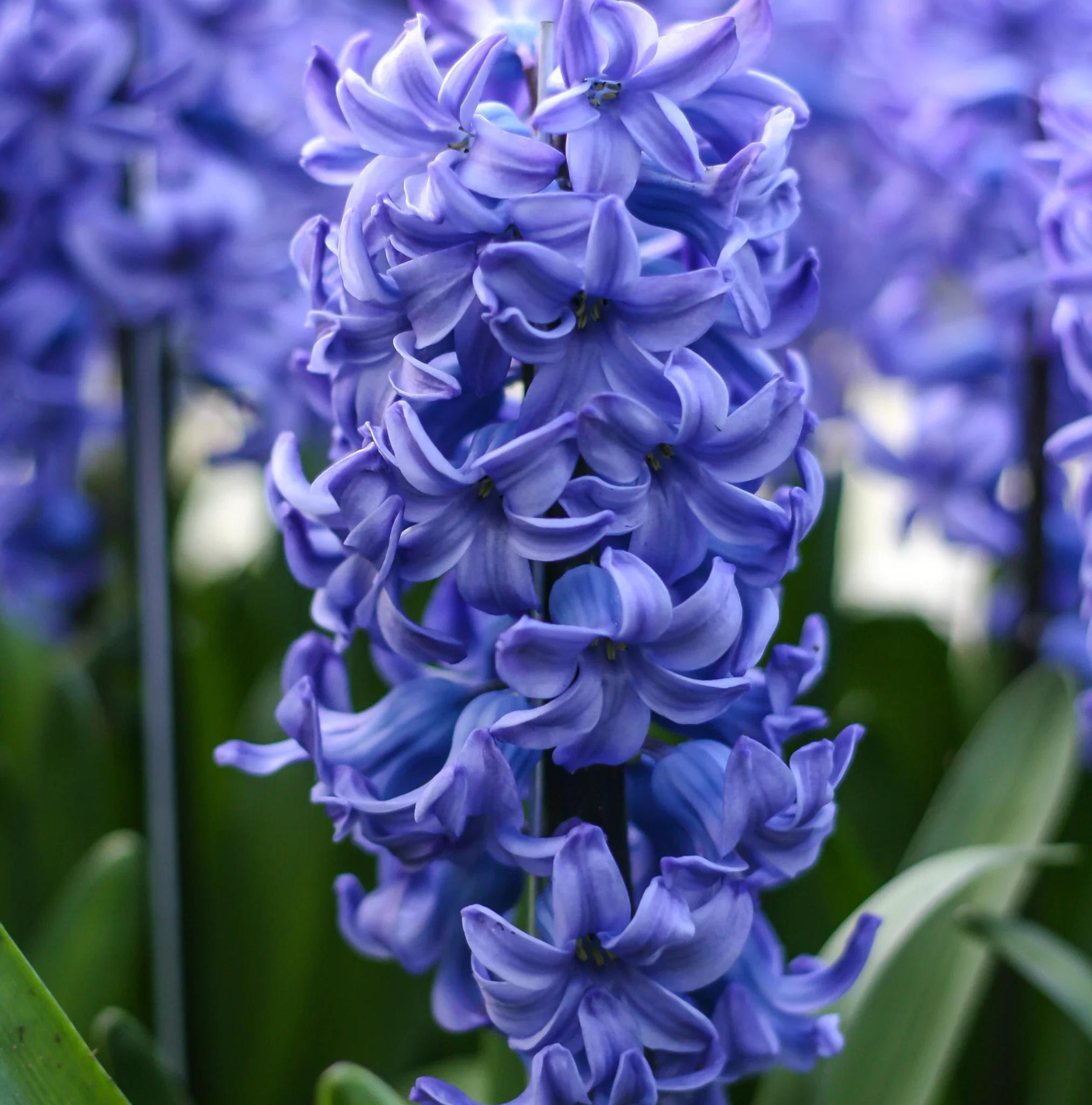 HYACINTHUS ORIENTALIS DELFT BLUE (10 bulbs)