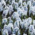 SPECIALTY BULB LIBANOTICA (25 bulbs)