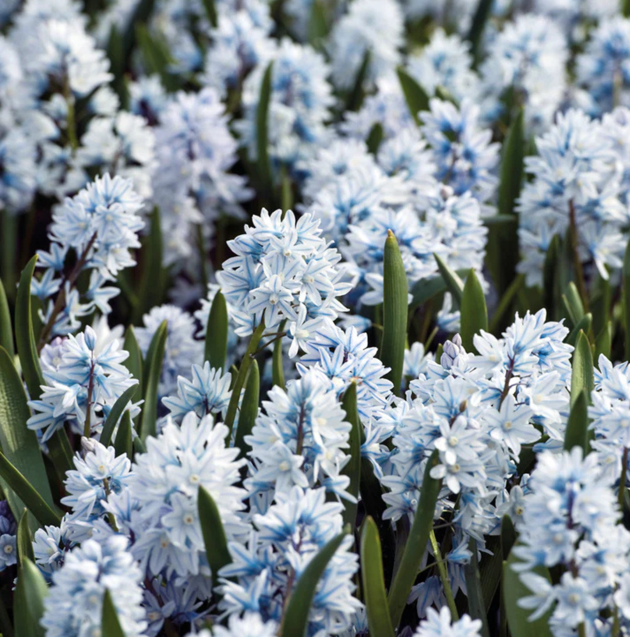 SPECIALTY BULB LIBANOTICA (25 bulbs)