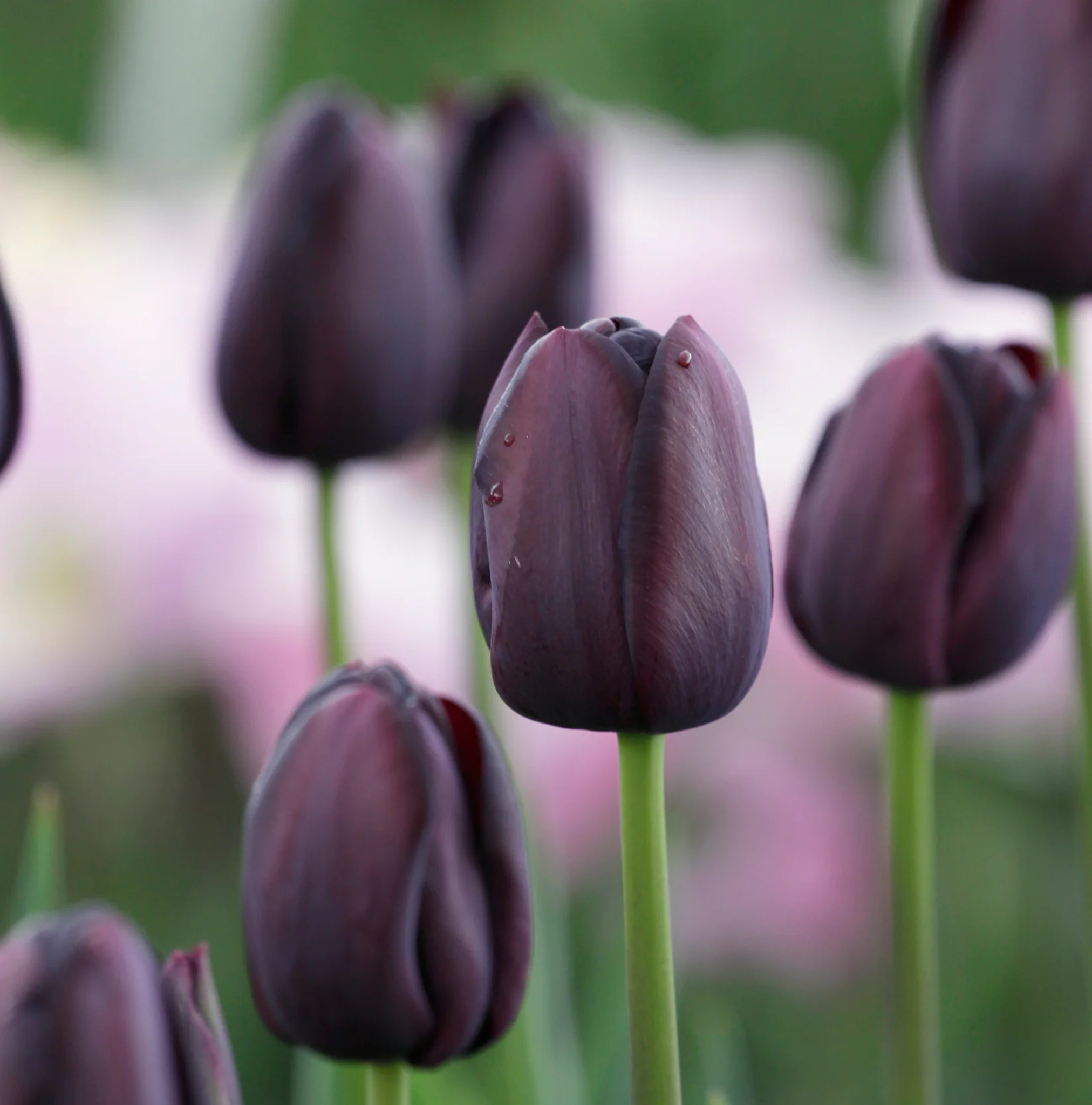 TULIPA SINGLE LATE QUEEN OF NIGHT (15 bulbs)