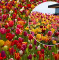 TULIPA COLORFULL SPRING MIX/ALL SEASON MIX 100