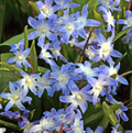 SPECIALTY BULB FORBESII (25 bulbs)
