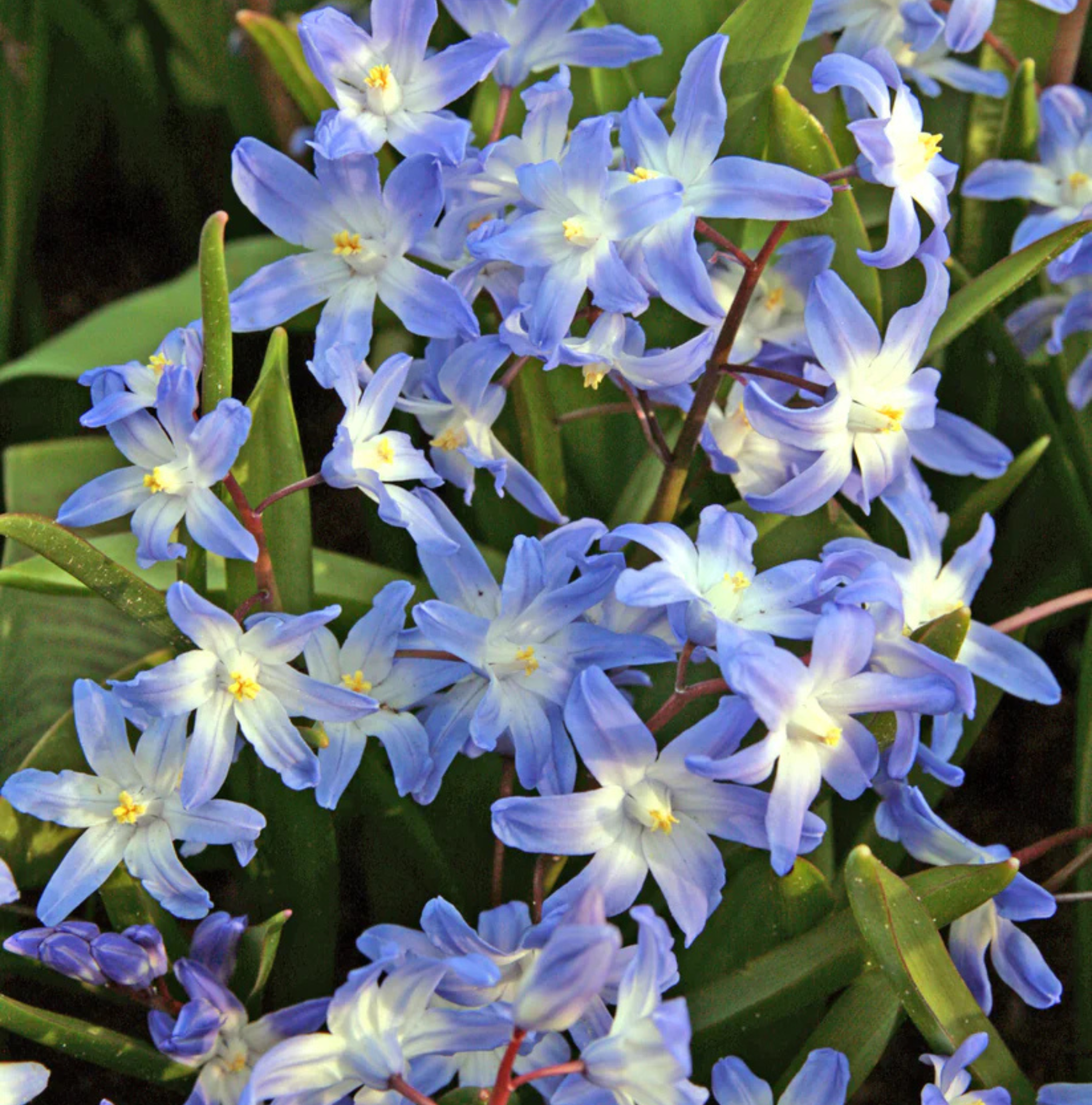 SPECIALTY BULB FORBESII (25 bulbs)