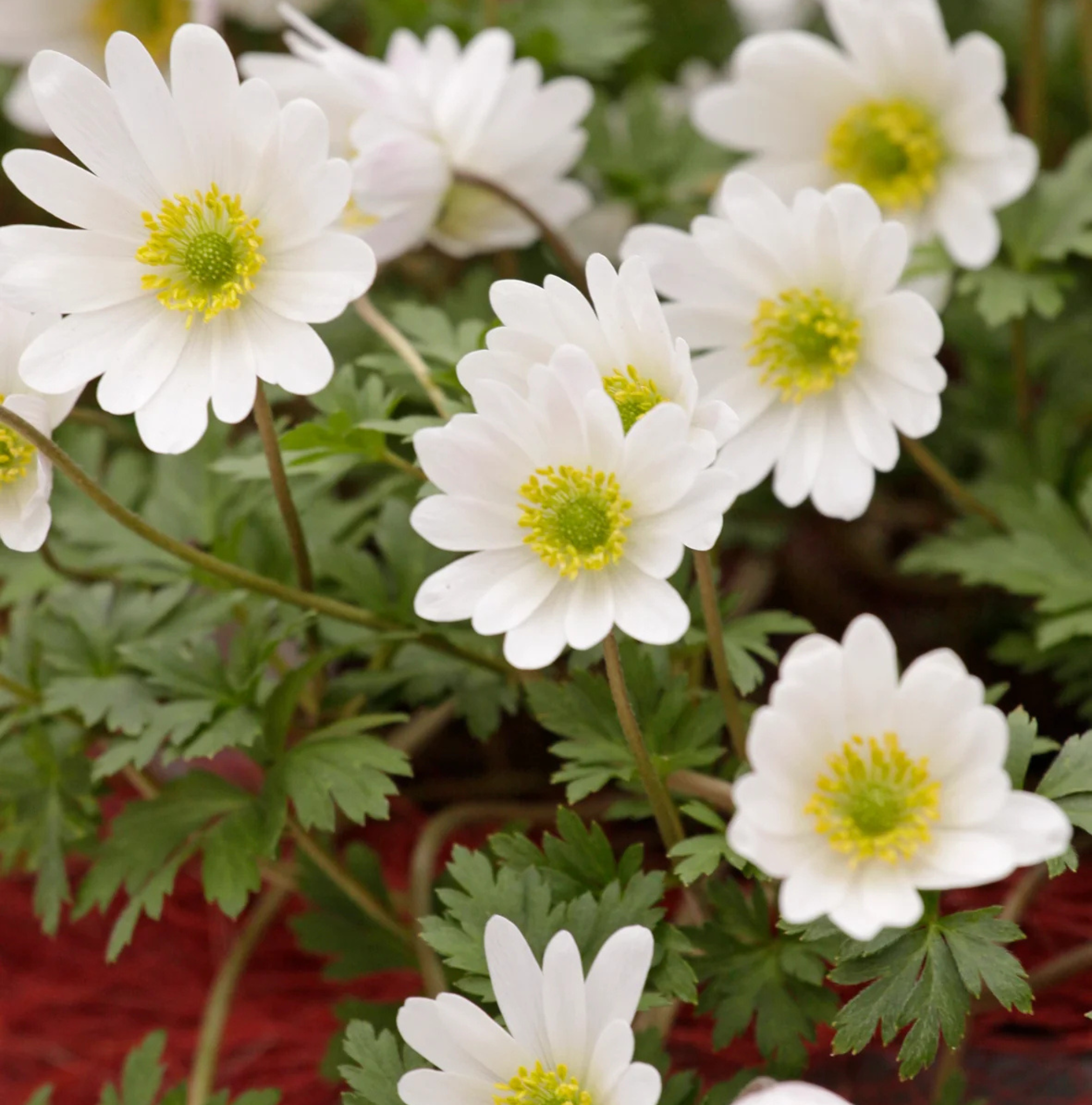 SPECIALTY BULB BLANDA WHITE SPLENDOUR (25 bulbs)