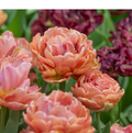 T.COPPER IMAGE (15 bulbs)