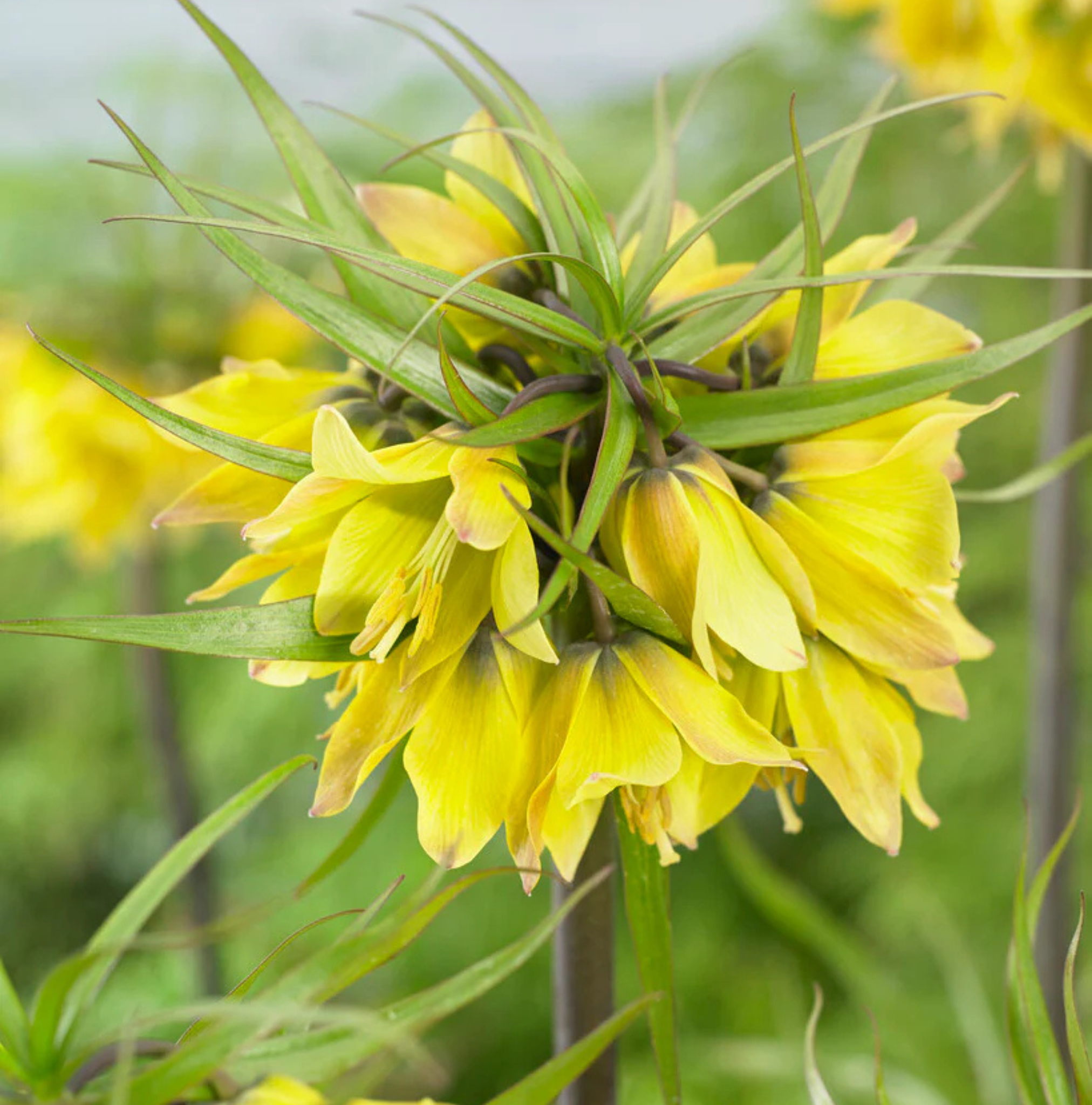 FRITILLARIA IMPERIALIS EARLY SENSATION