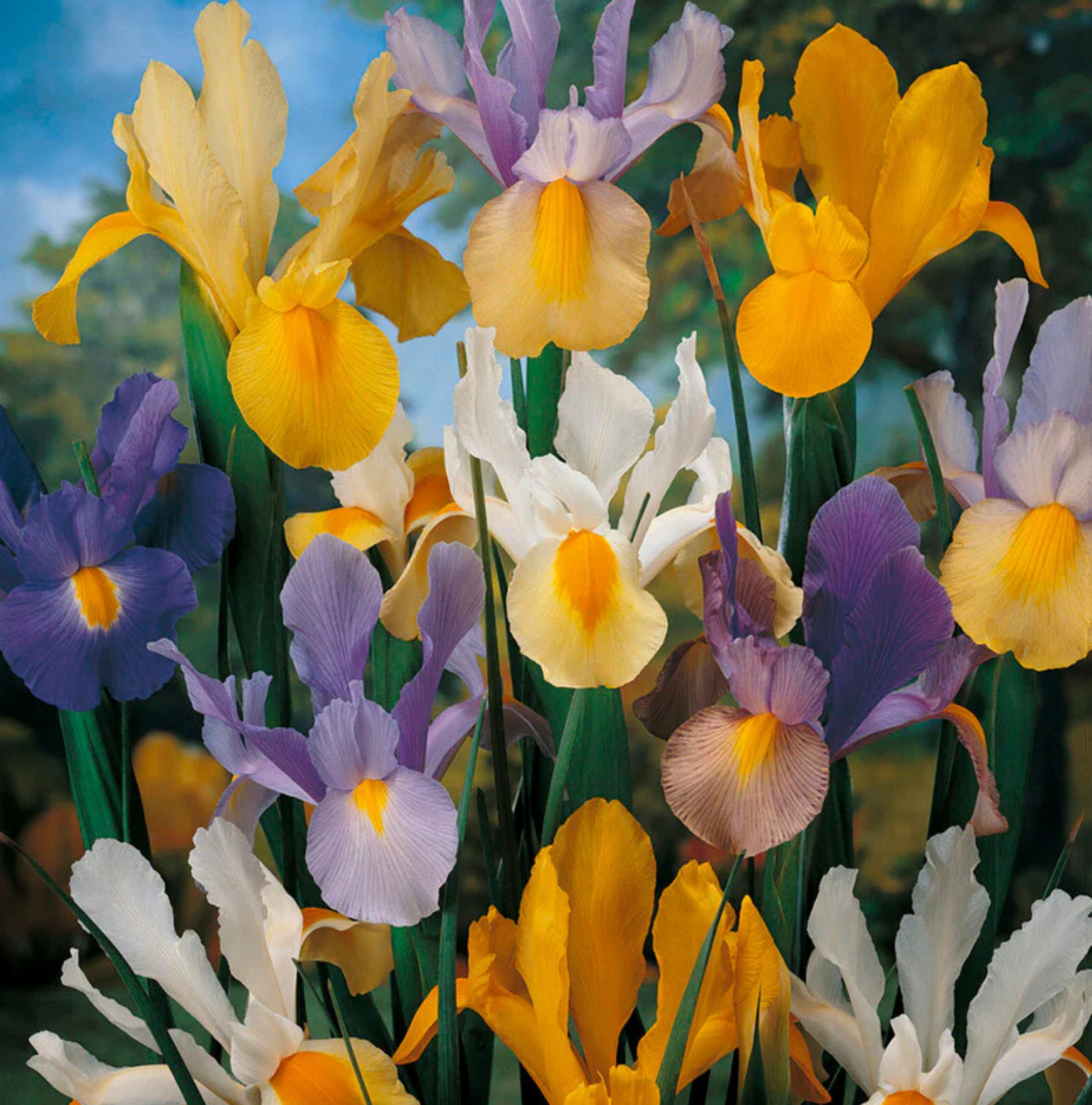 IRIS HOLLANDICA MIXED COLORS (25 bulbs)