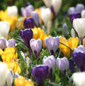 CROCUS BOTANICAL MIXED