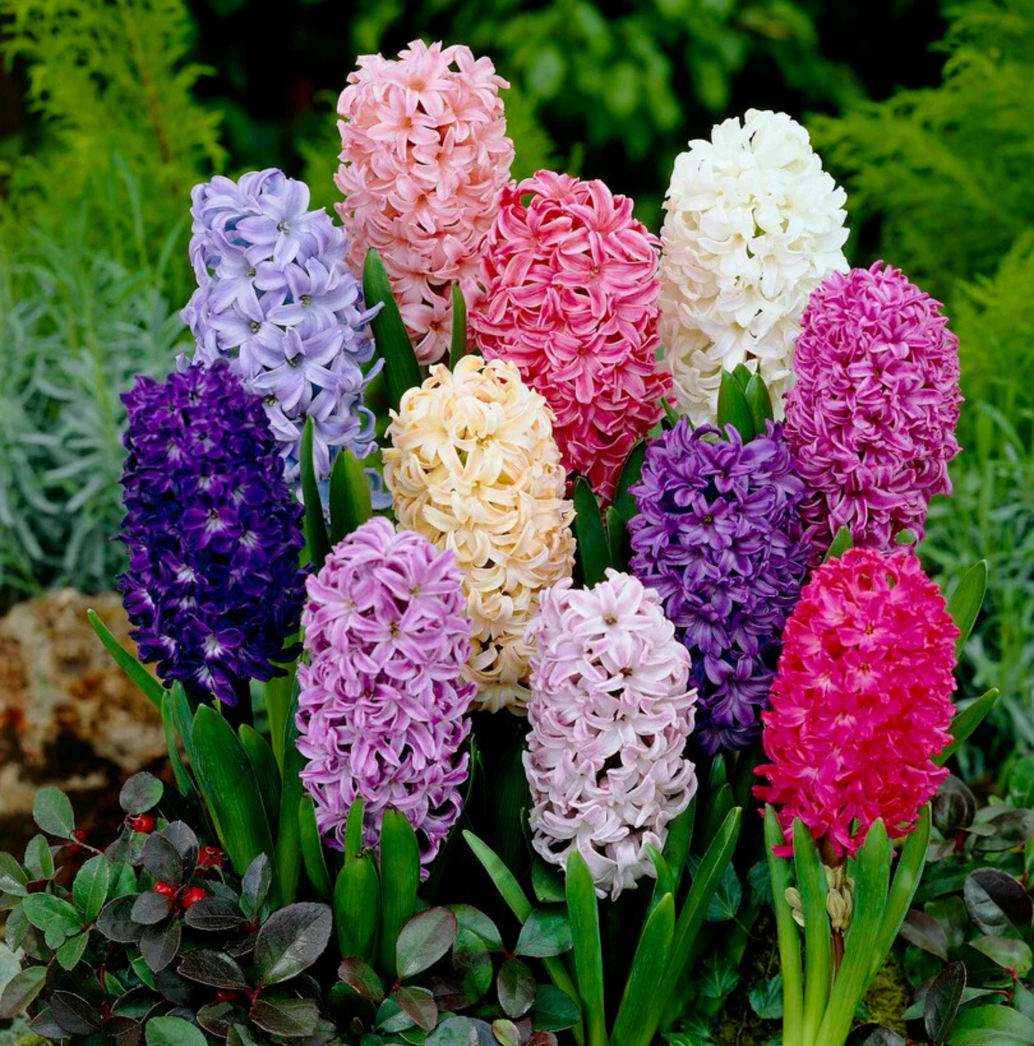 HYACINTHUS ORIENTALIS ALL COLOR MIXED (10 bulbs)