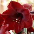 AMARYLLIS (Hippeastrum single) BENFICA