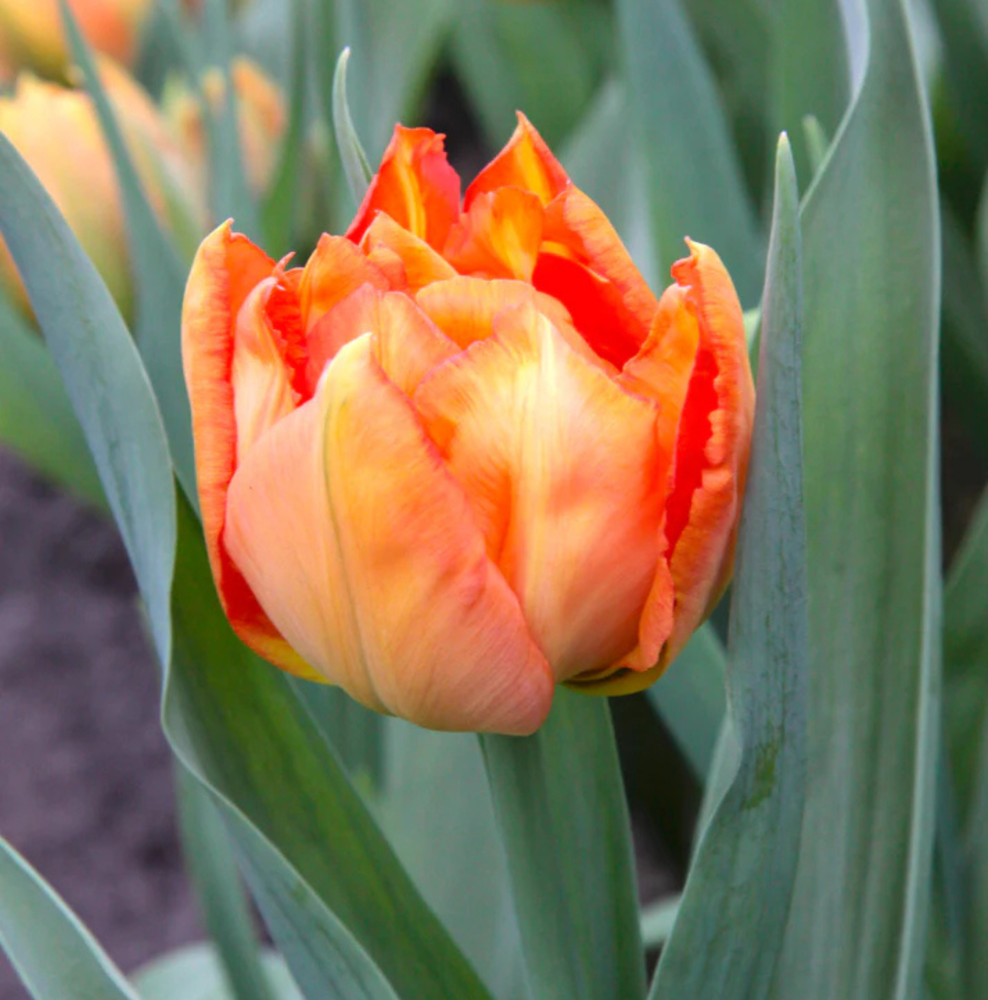 TULIPA DOUBLE LATE ICOON (15 bulbs)