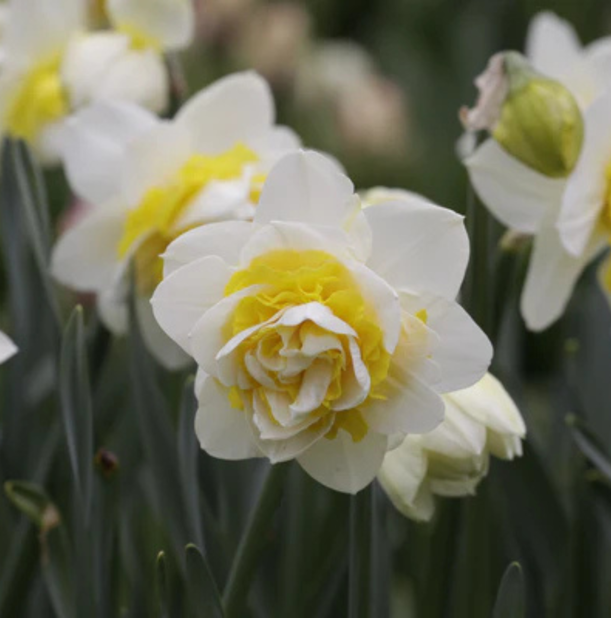 DAFFODILS DOUBLE LINGERIE ( 15 bulbs)