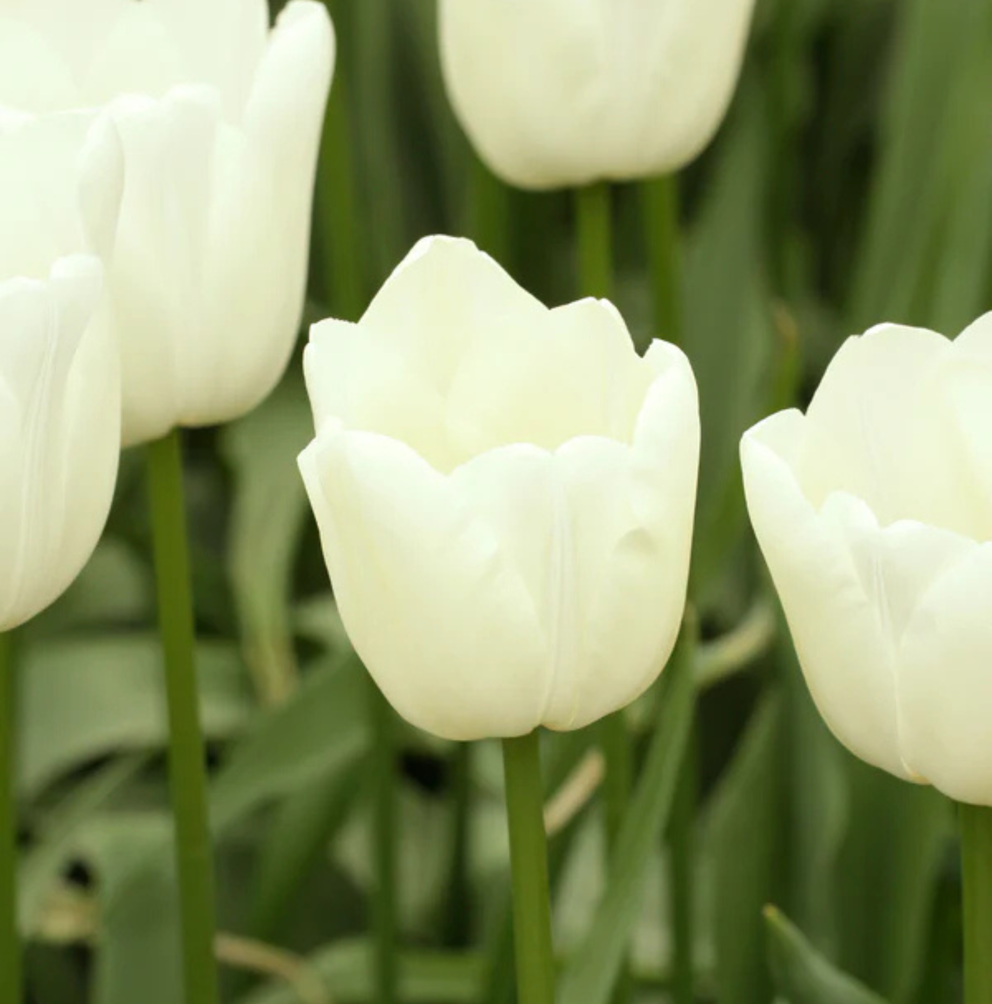 TULIPA SINGLE LATE IVORY PROUD (15 bulbs)
