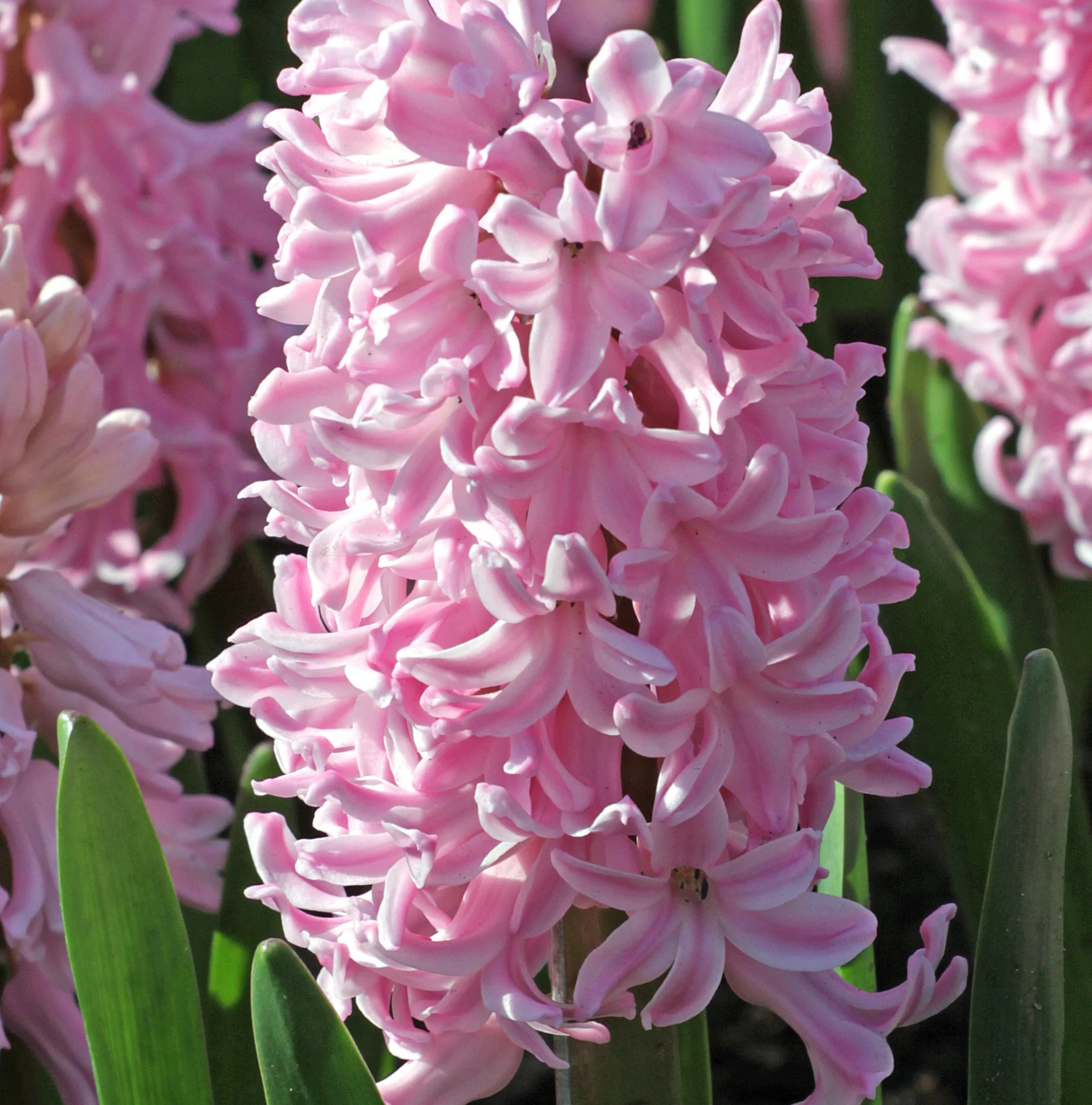 HYACINTHUS ORIENTALIS FONDANT (10 bulbs)