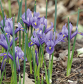 IRIS RETICULATA HARMONY (25 bulbs)