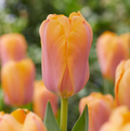 TULIPA DARWINHYBRID BLUSHING IMPRESSION (15 bulbs)