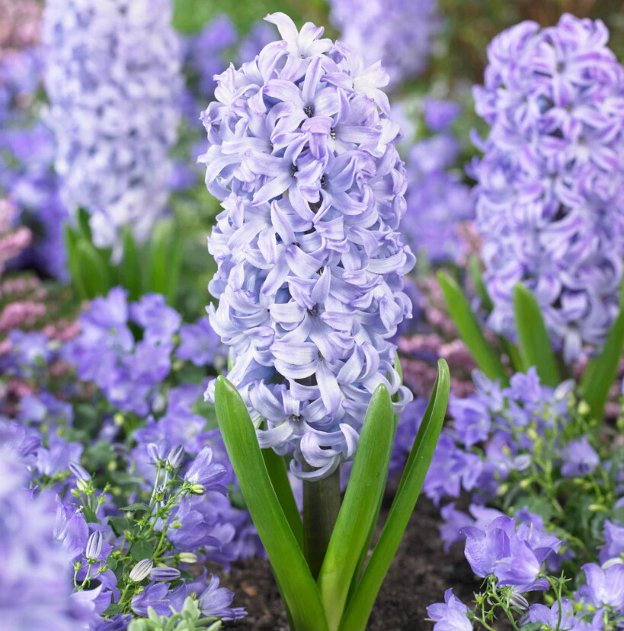 HYACINTHUS ORIENTALIS AQUA (10 bulbs)