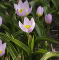 TULIPA SPECIES BAKERI LILAC WONDER (15 bulbs)
