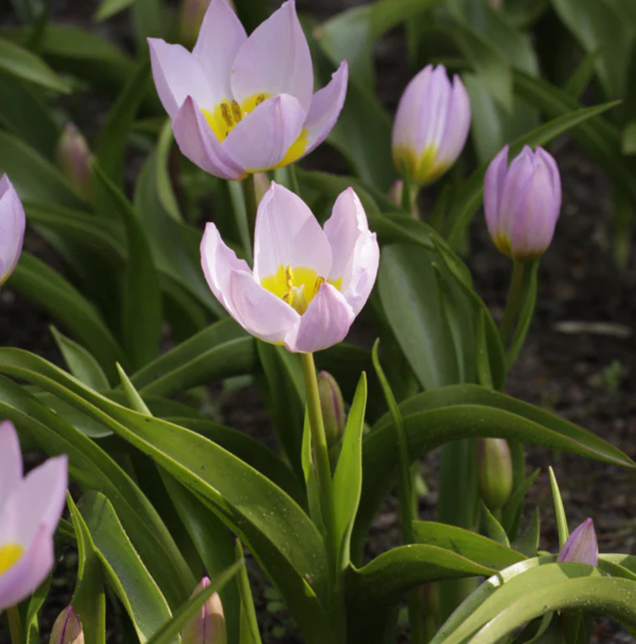 TULIPA SPECIES BAKERI LILAC WONDER (15 bulbs)