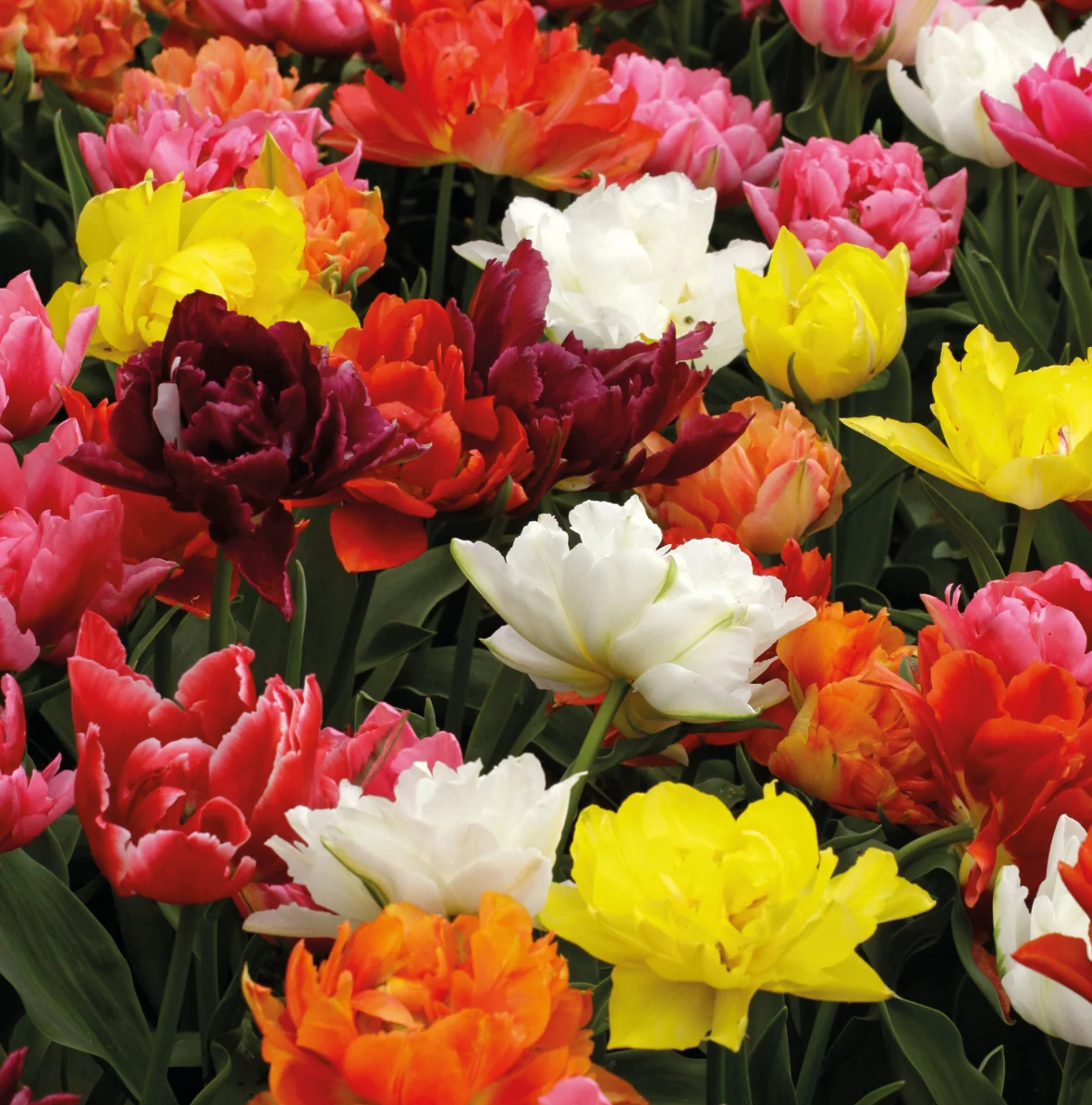 TULIPA DOUBLE EARLY MURILLO MIXED (15 bulbs)