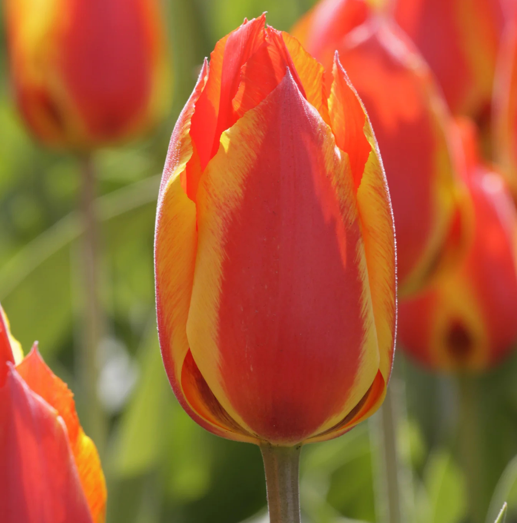 TULIPA GREIGII UNITED STATES (15 bulbs)