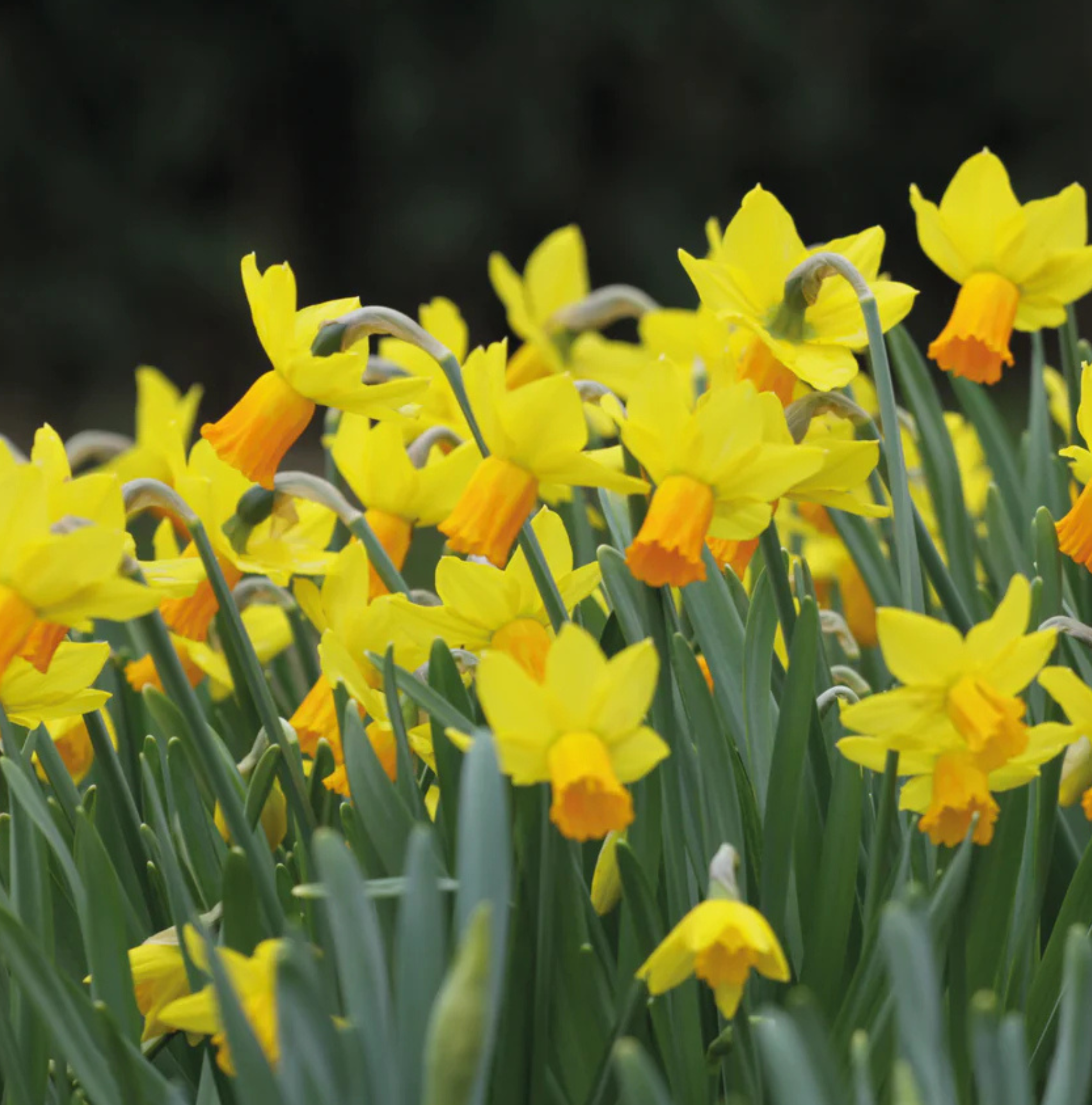 DAFFODILS CYCLAMINEUS JETFIRE (15 bulbs)
