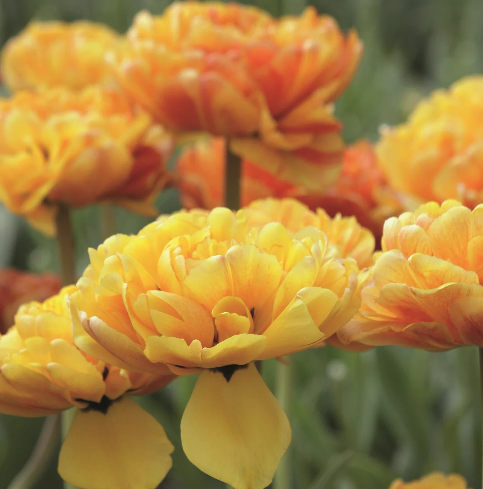 TULIPA DOUBLE LATE SUNLOVER (15 bulbs)