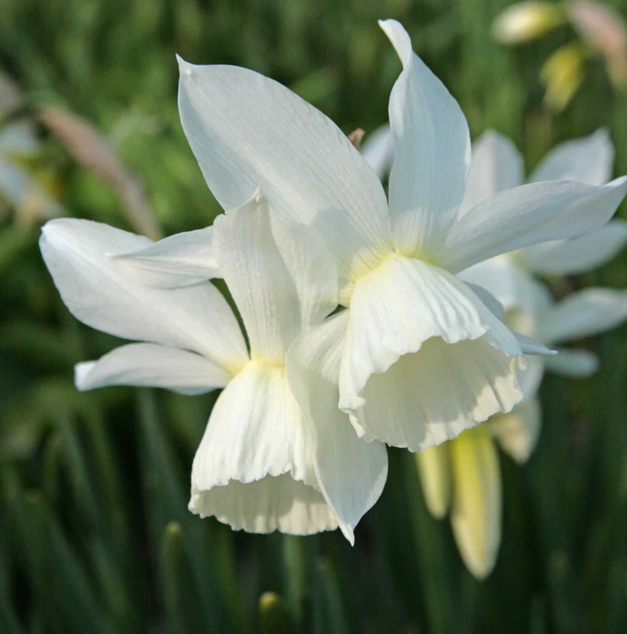 DAFFODILS TRIANDUS HUNTER MORN (15 bulbs)